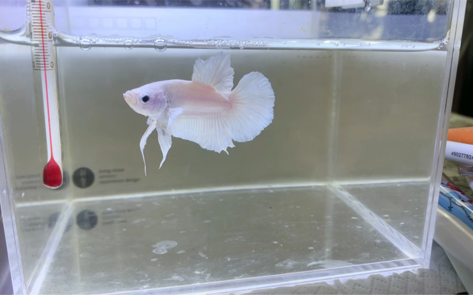 泰国斗鱼纯白将军记录