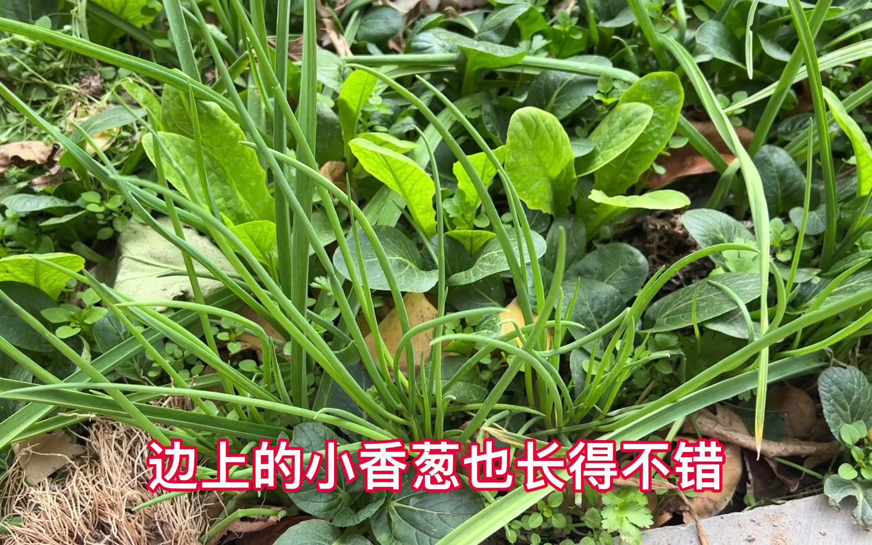 [图]在蒜地里混种的绿叶菜长得怎样了？