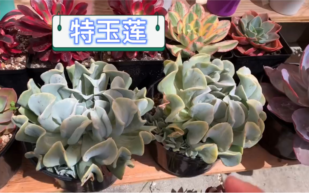 [图]多肉植物，特玉莲，叶子有何特别之处？繁殖方法有哪些