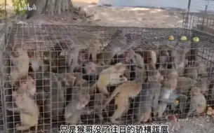 Video herunterladen: 猴哥被印尼人一锅端几百只全部抓去嘎荔枝