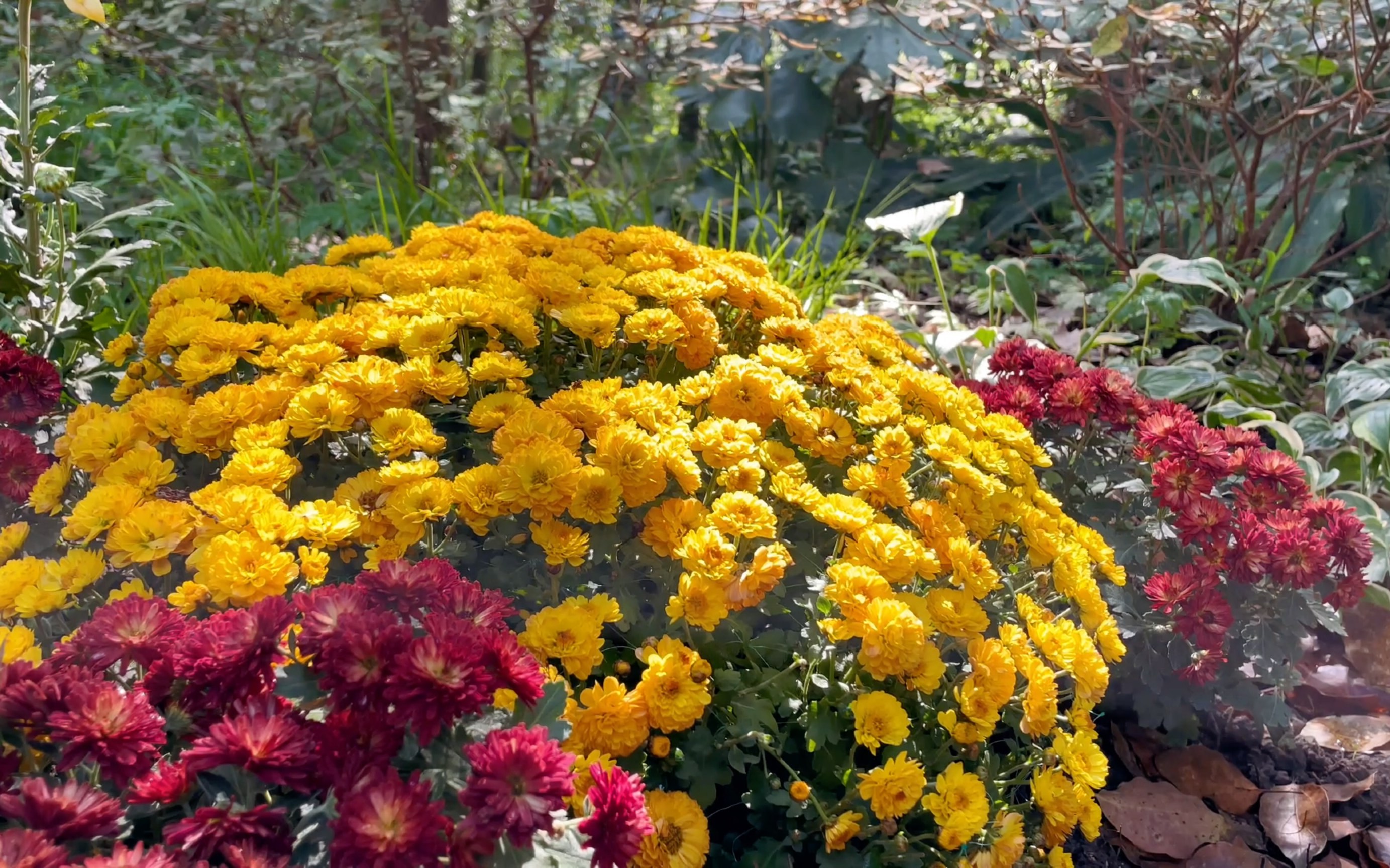 天凉好个秋 上海共青国家森林公园 静谧一隅