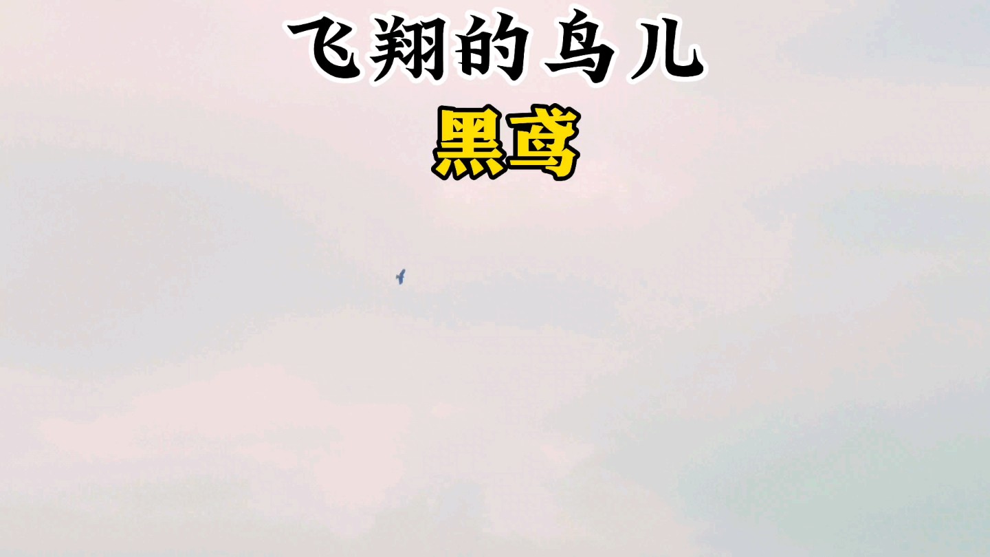 飞翔的鸟儿黑鸢哔哩哔哩bilibili