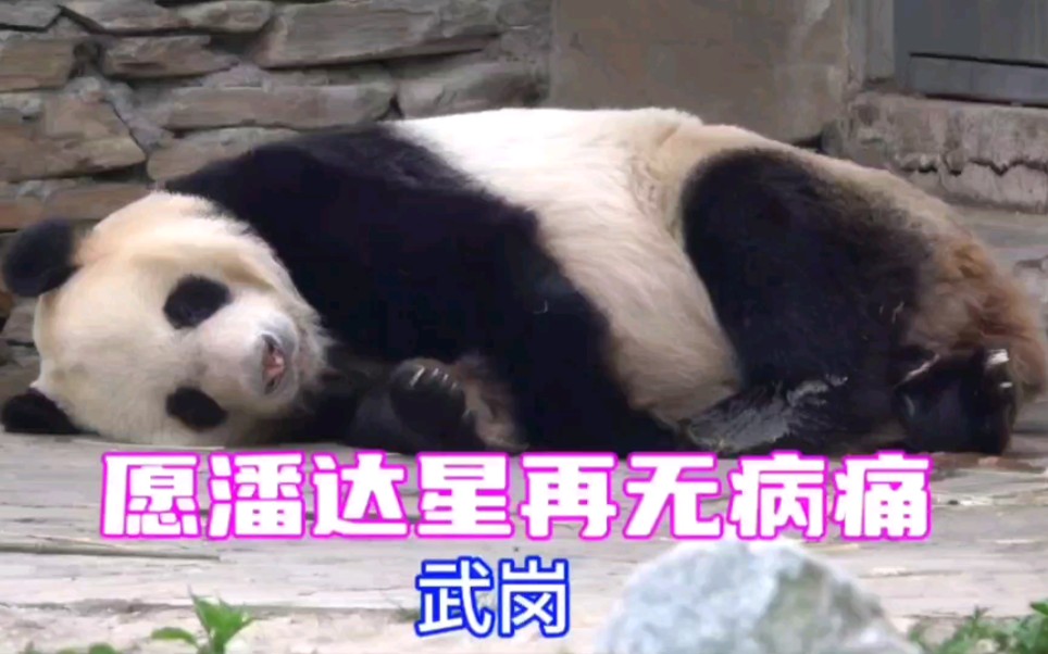 大熊猫武岗图片