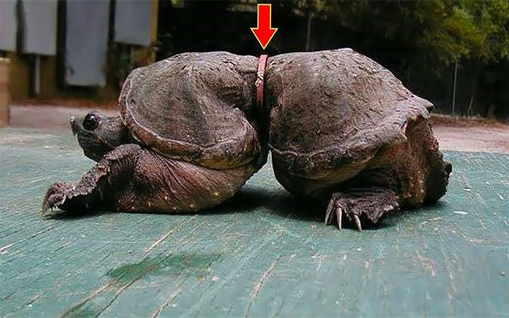 6个绝境逢生的动物,乌龟被塑料腰带禁锢,仍顽强的活着