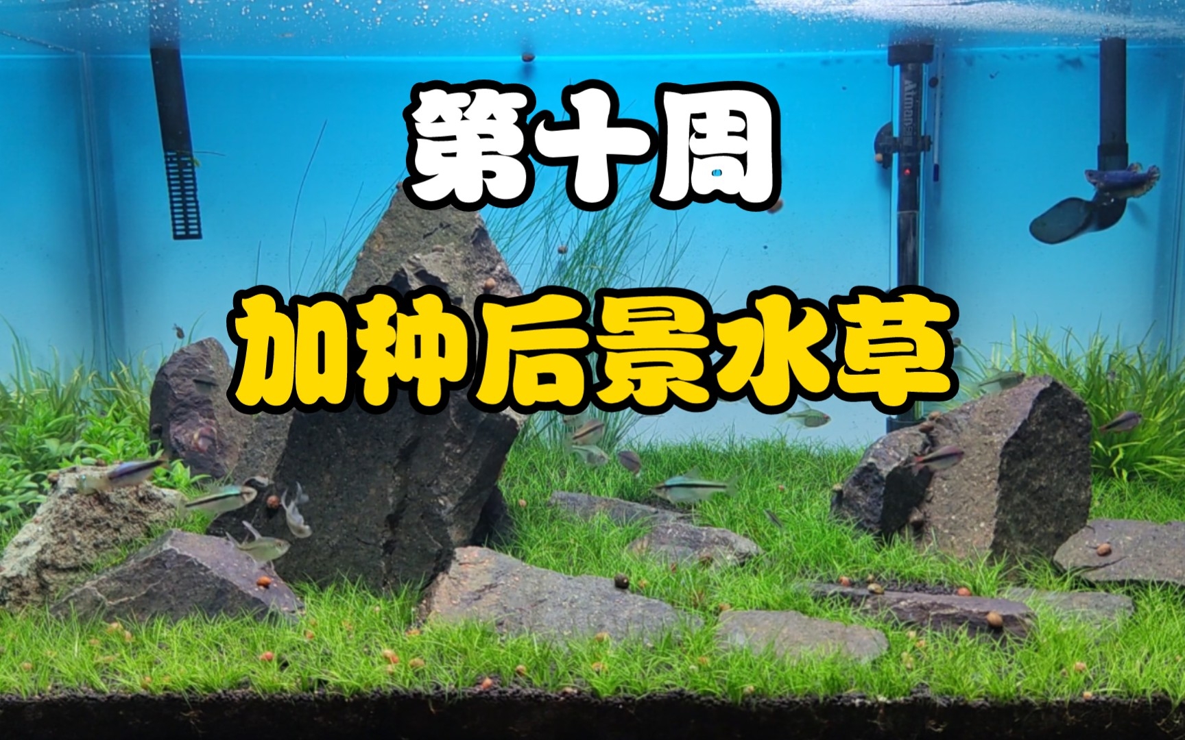 【草缸实录】第十周 加种了南美叉柱花日本箦藻和其他水草哔哩哔哩bilibili