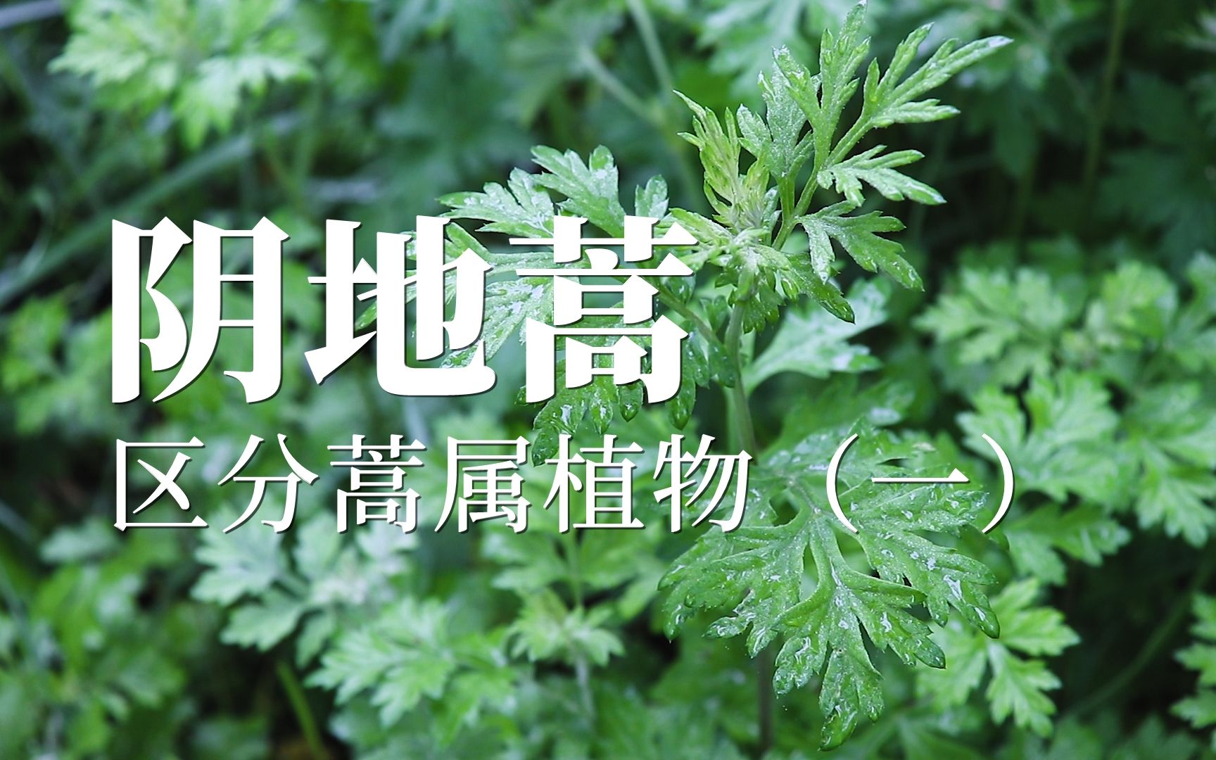 [图]阴地蒿——区分蒿属植物