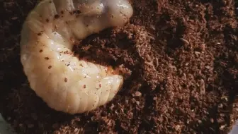 给幼虫们换土 哔哩哔哩 Bilibili