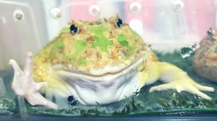 土养角蛙 脱皮 尿尿 强制泡澡 哔哩哔哩 つロ干杯 Bilibili