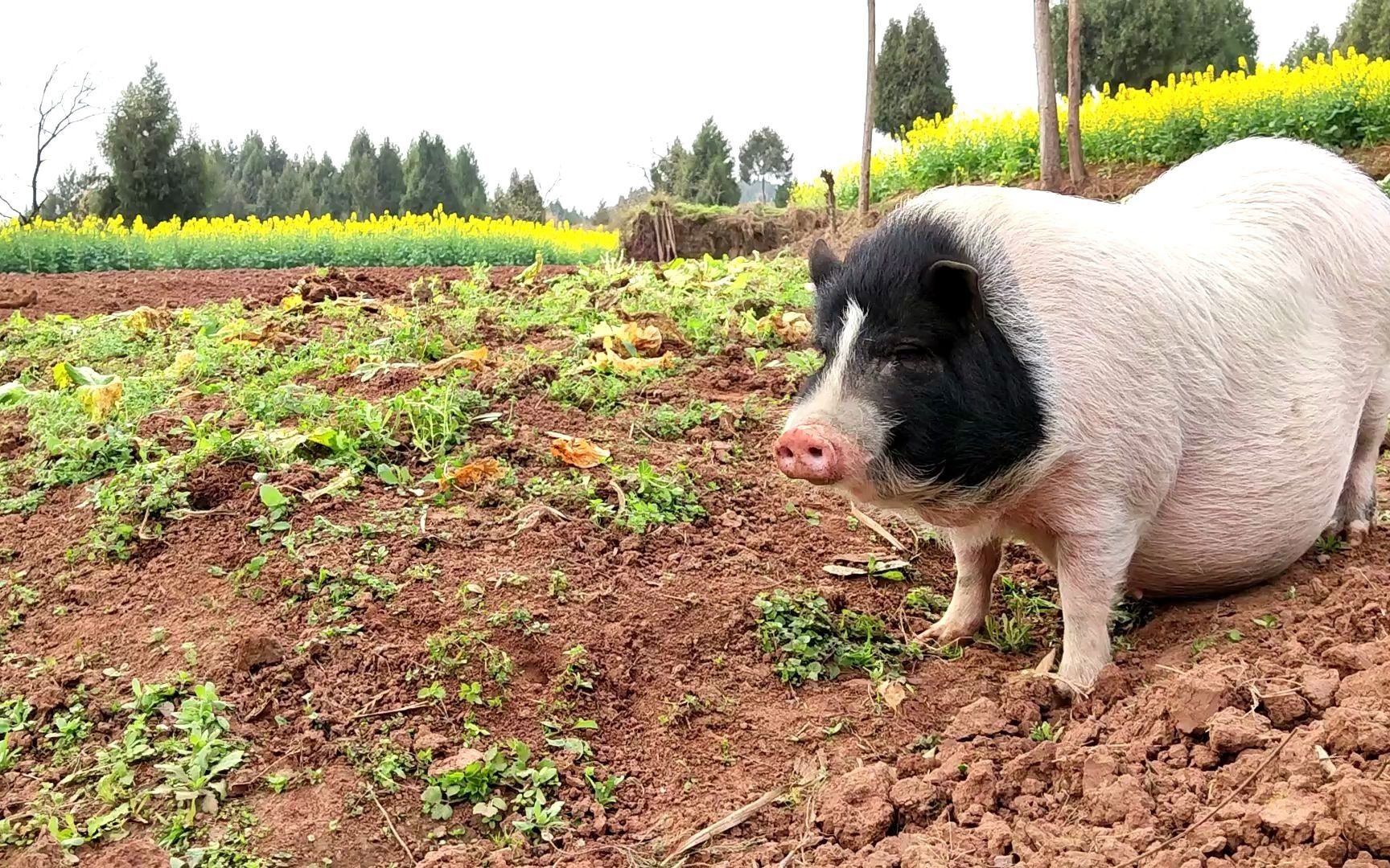 活动  这是一头能和主人下地干活的猪