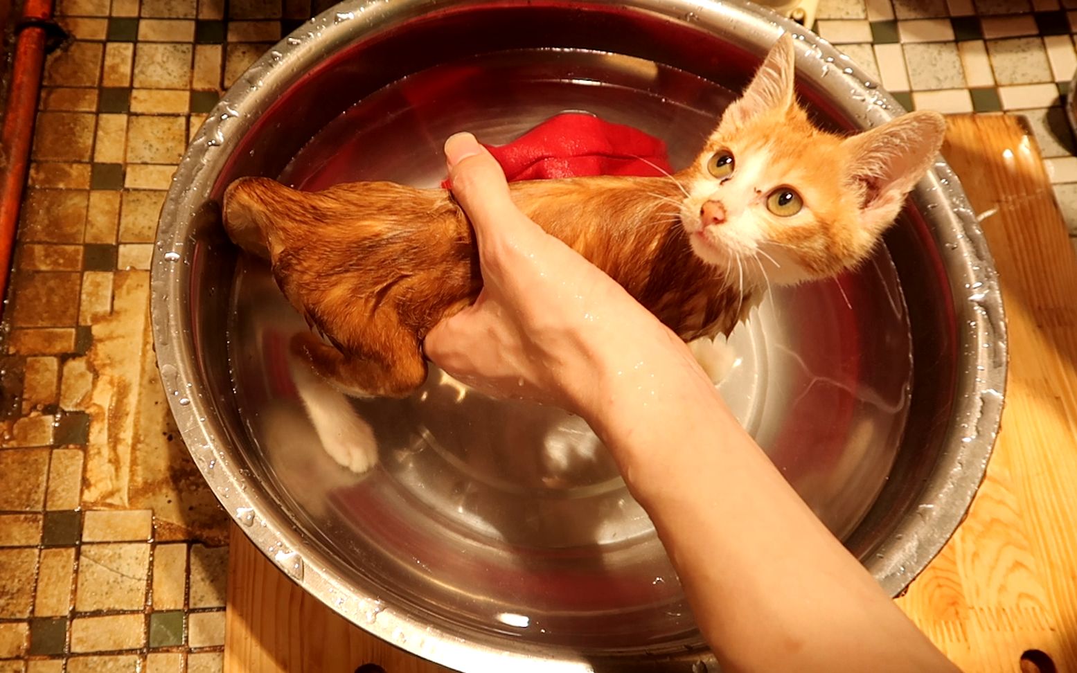 第一次给小橘猫洗澡,不吵不闹,洗到一半还喝起了洗澡水!