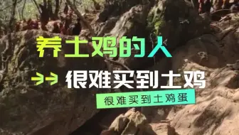 养土鸡的人很难买到土鸡蛋和土鸡