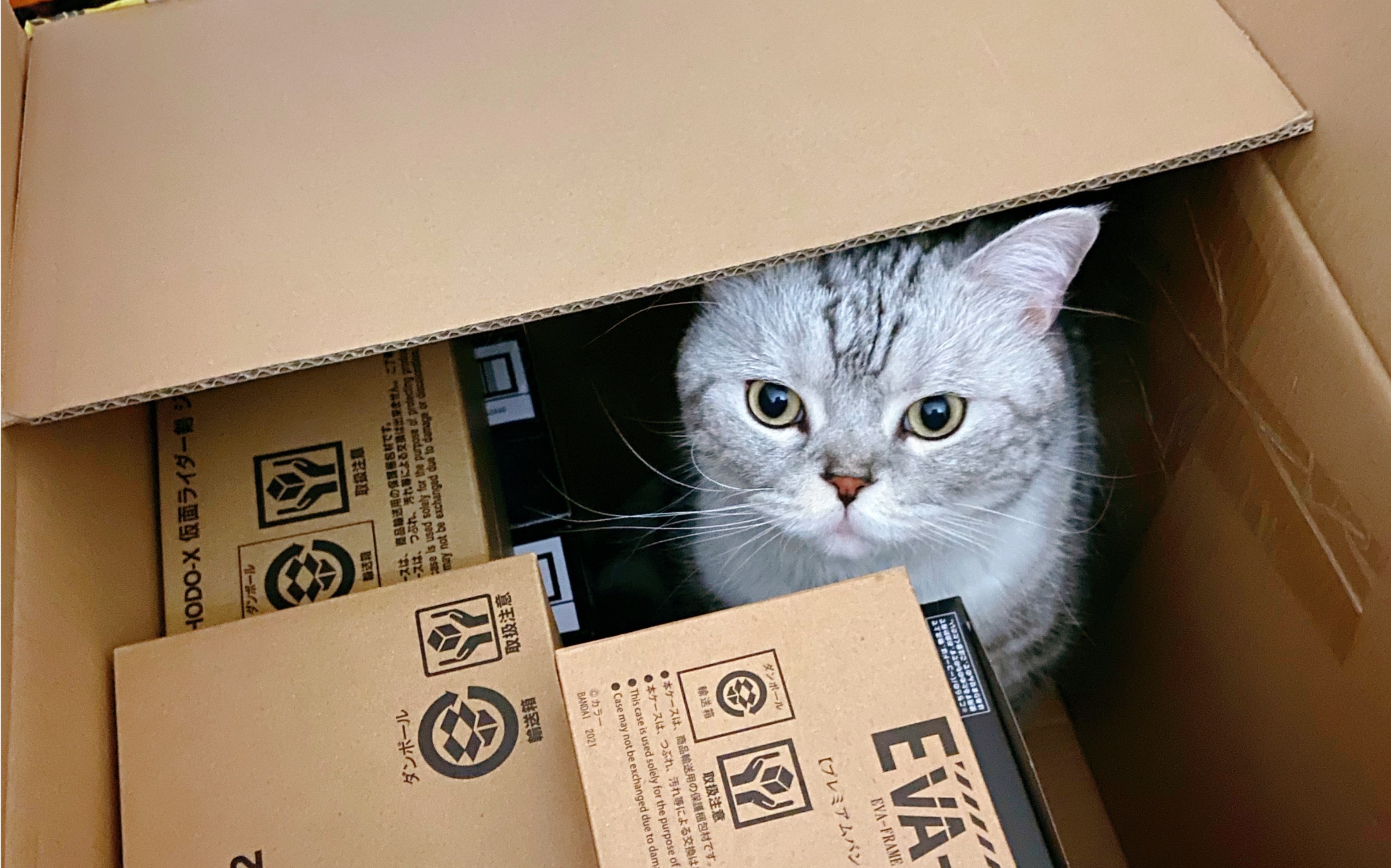 今天不售后!告诉你遇到"模玩黑店"钱退不了,最后该怎么办.