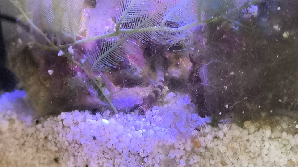 各位大佬帮忙看看今天刚发现的海缸里的虫子不知道是个什么