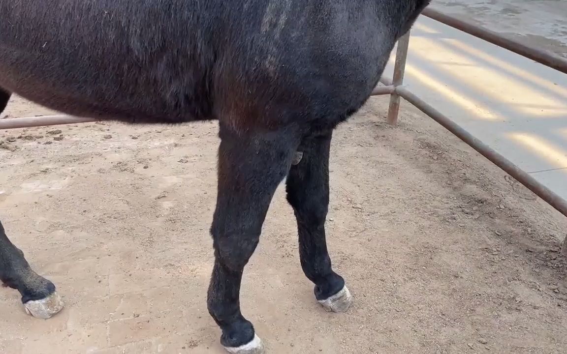 给全身黑的"黑驴王子"修蹄,蹄芯挖得干净彻底,修完蹄跑得真快_哔哩