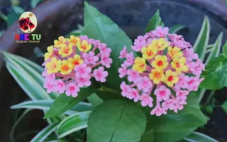 马缨丹 搜索结果 哔哩哔哩 Bilibili
