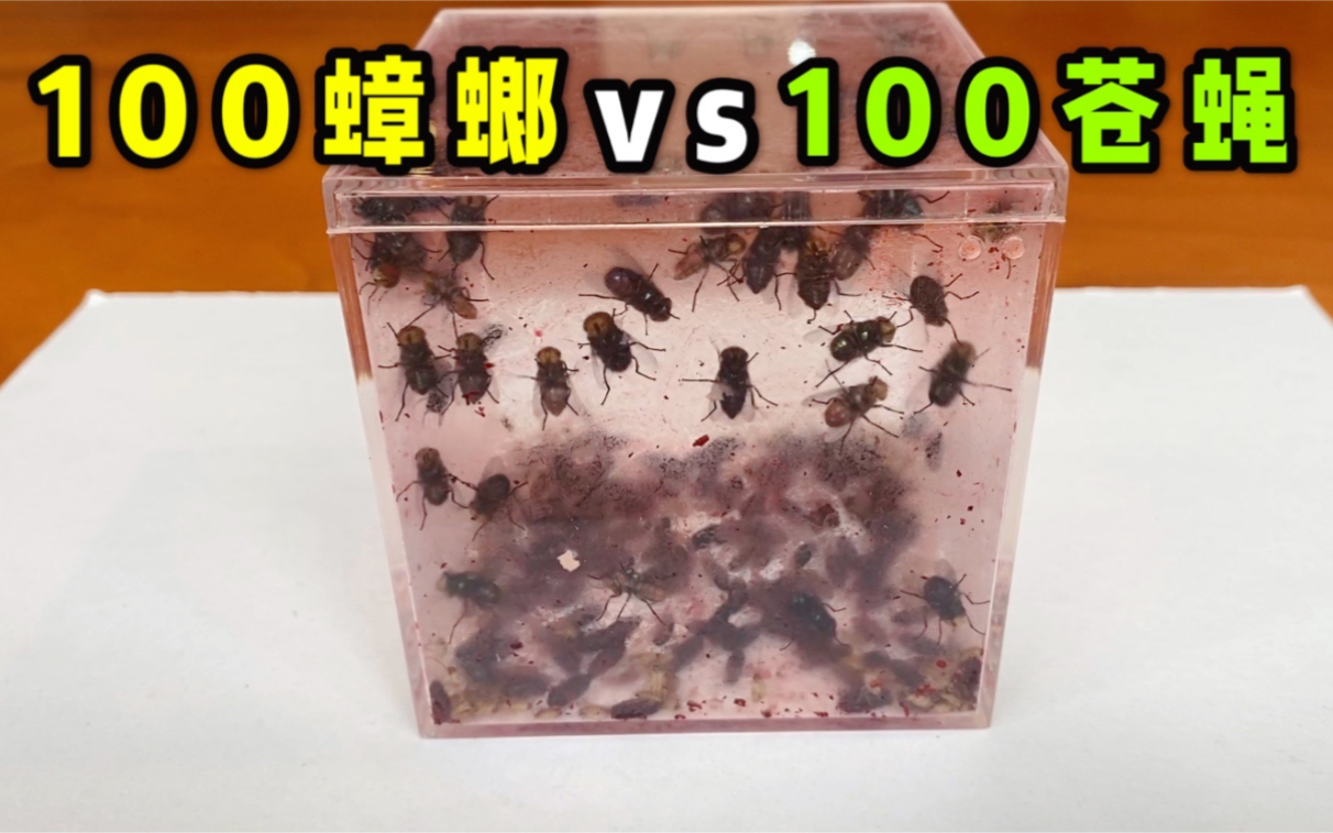 [图]把100只蟑螂和100只苍蝇关一起！会发生什么事？史诗对决！