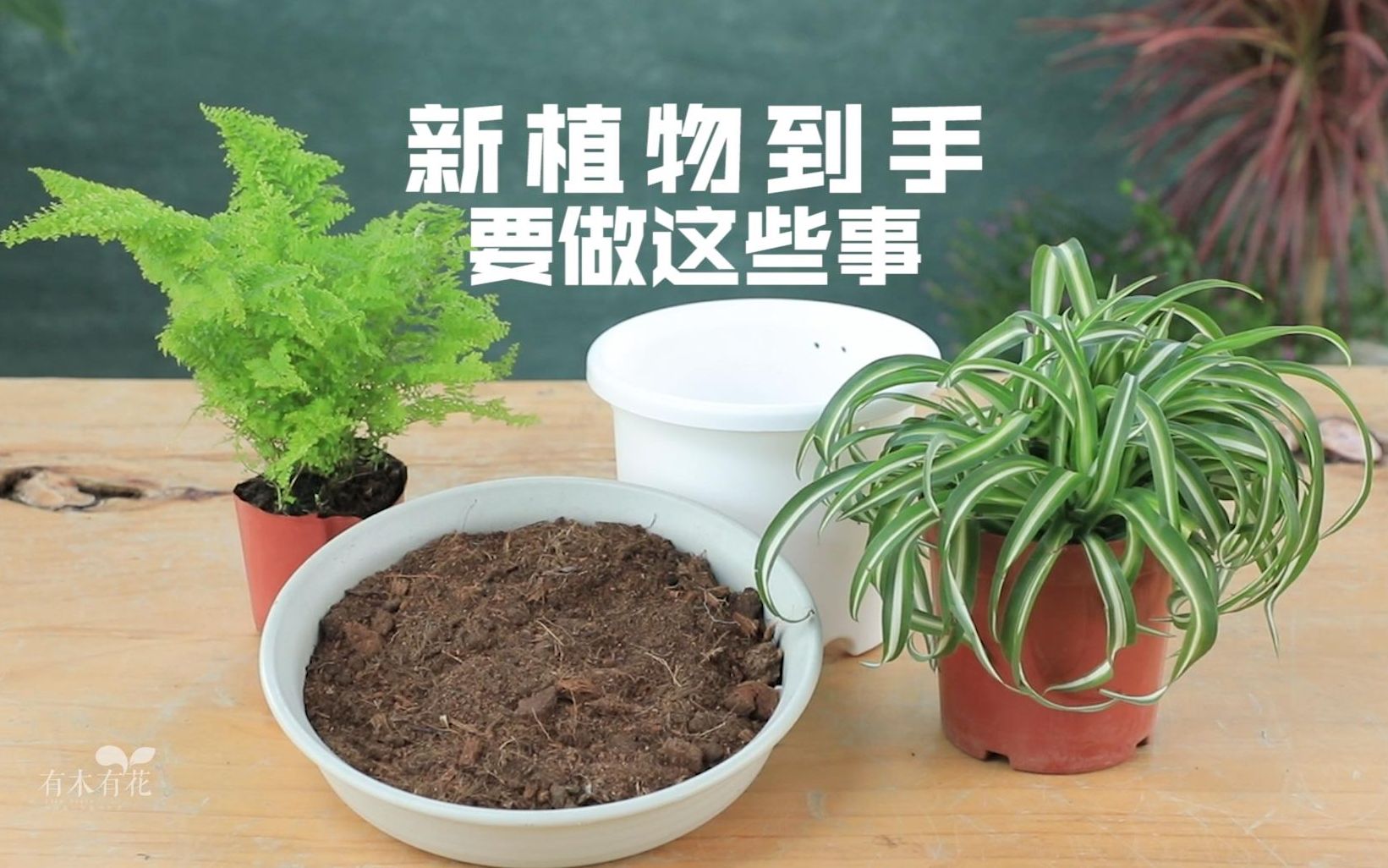 [图]新植物到手，要做这些事。