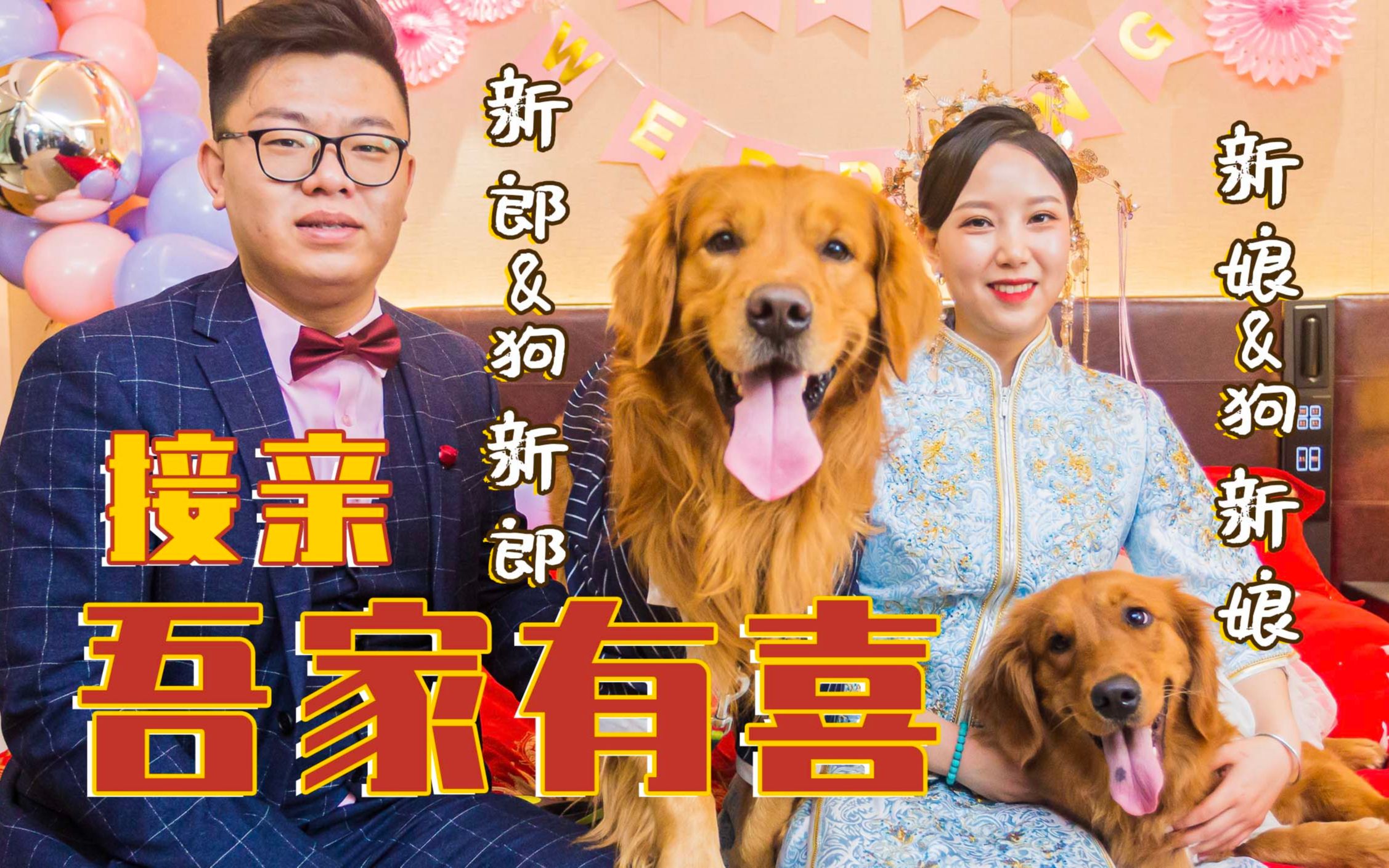 [图]“带着爱犬去结婚”金毛跟主人一起接亲还帮忙找鞋【金毛海德和格格】