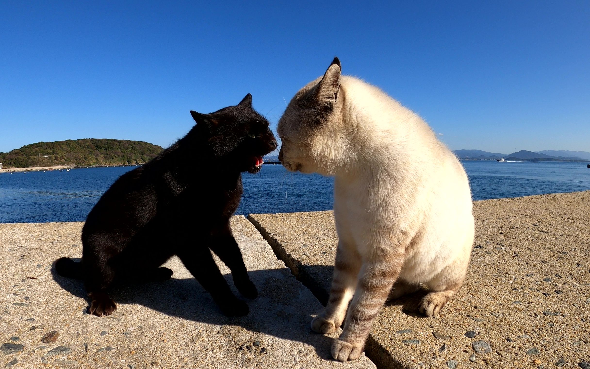 黑猫与暹罗猫在河堤上吵架