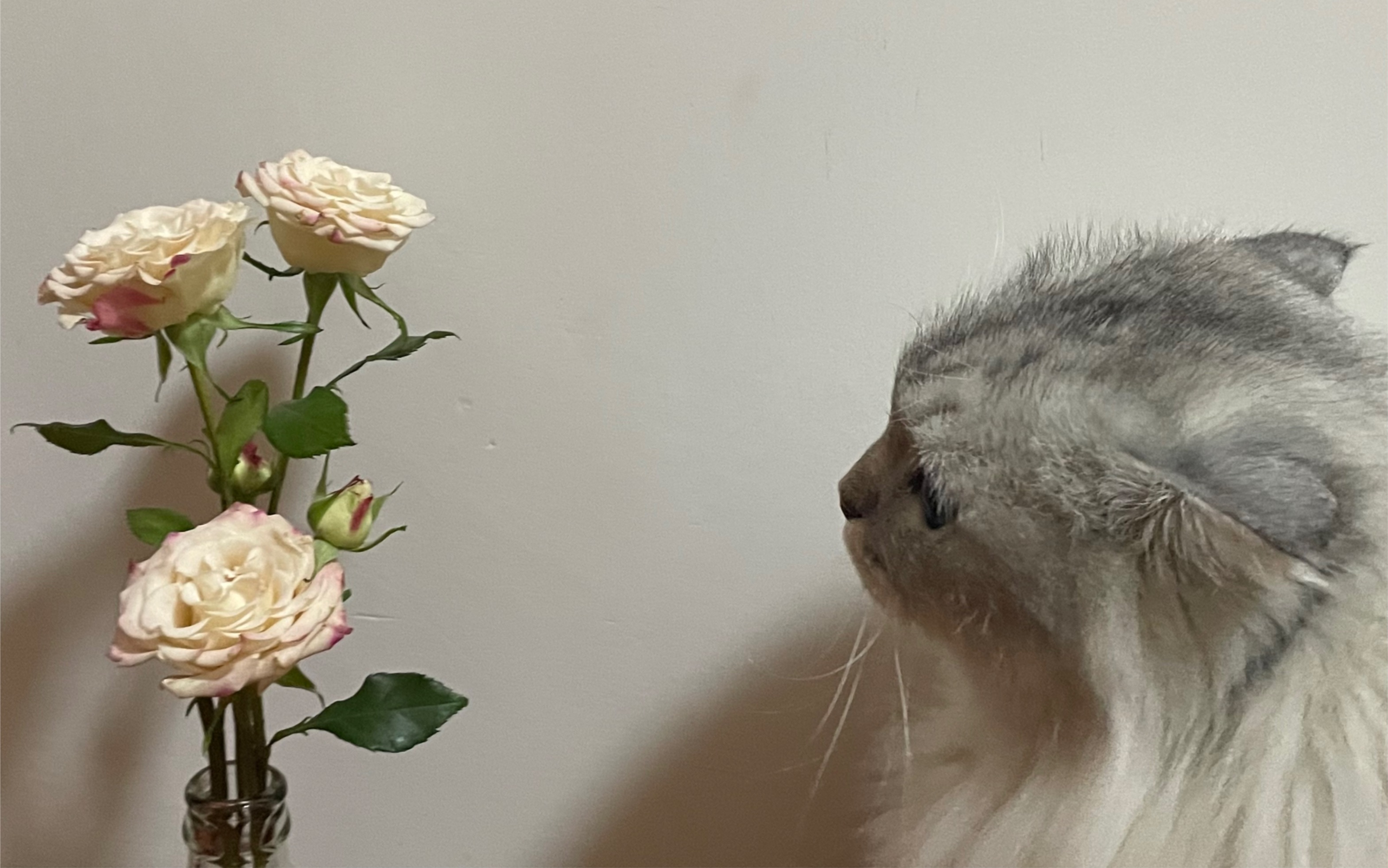 猫猫的玫瑰花