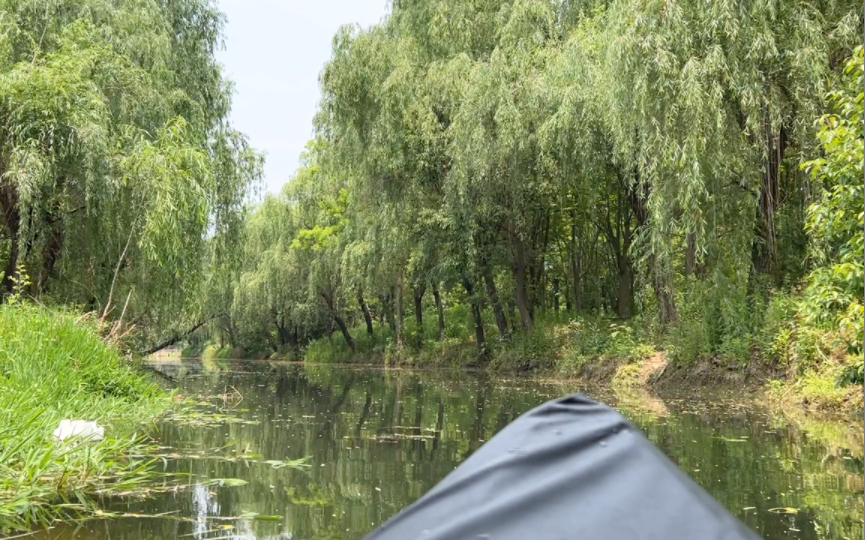 上海 青浦亚马逊 皮划艇 kayaking 黑水鸡 雏鸟哔哩哔哩bilibili