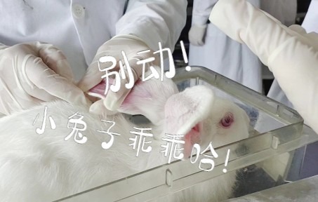 家兔耳缘静脉注射肌肉松弛药