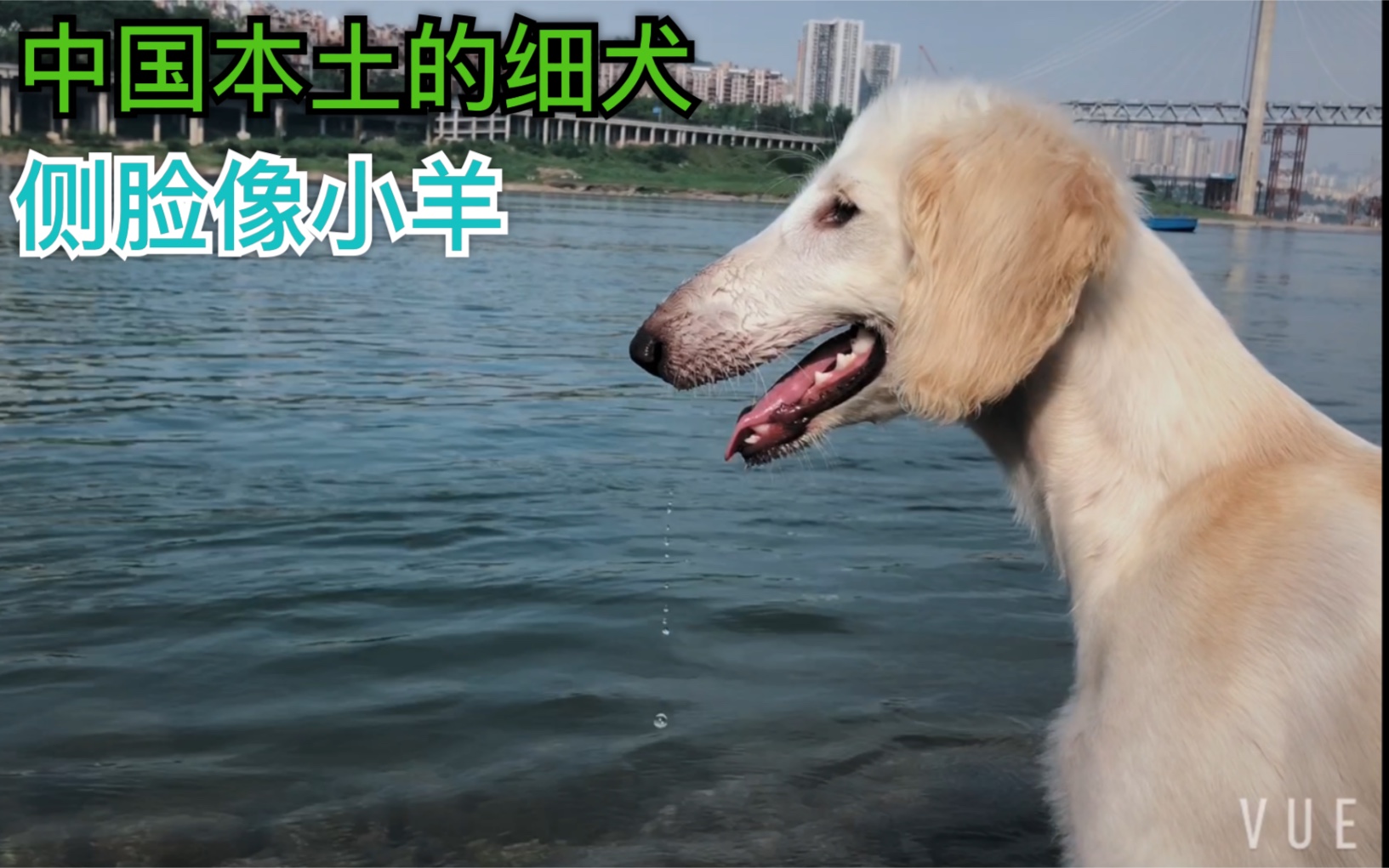 “啸天犬”带你在江边快乐玩水哔哩哔哩bilibili