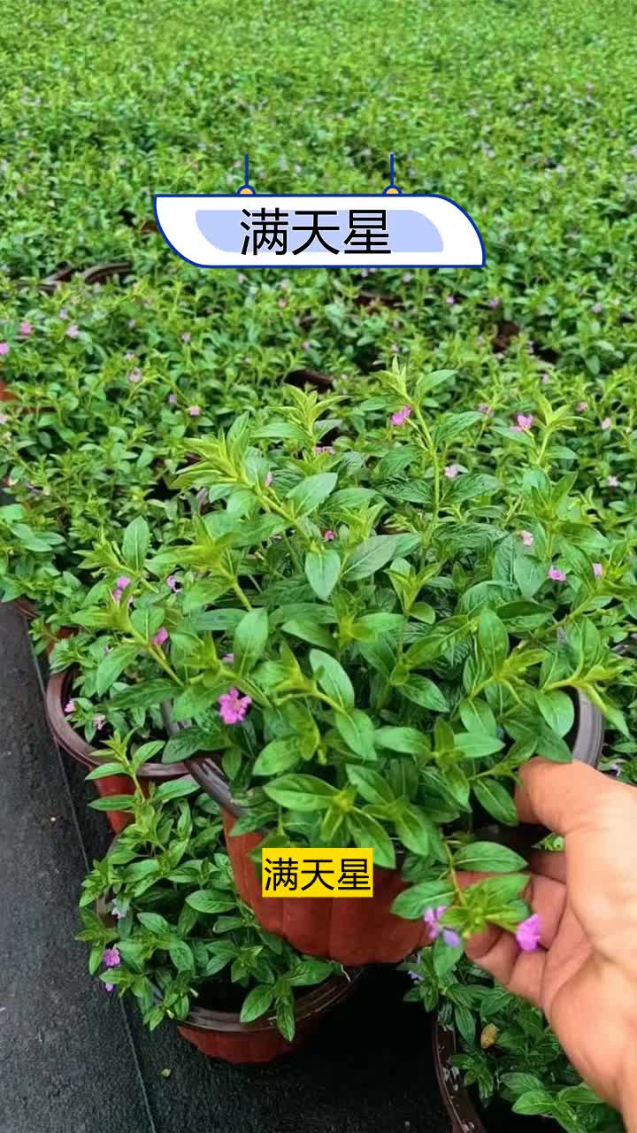 欢迎致电  内蒙古满天星种植方法  辽宁满天星种植方法  四川满天星