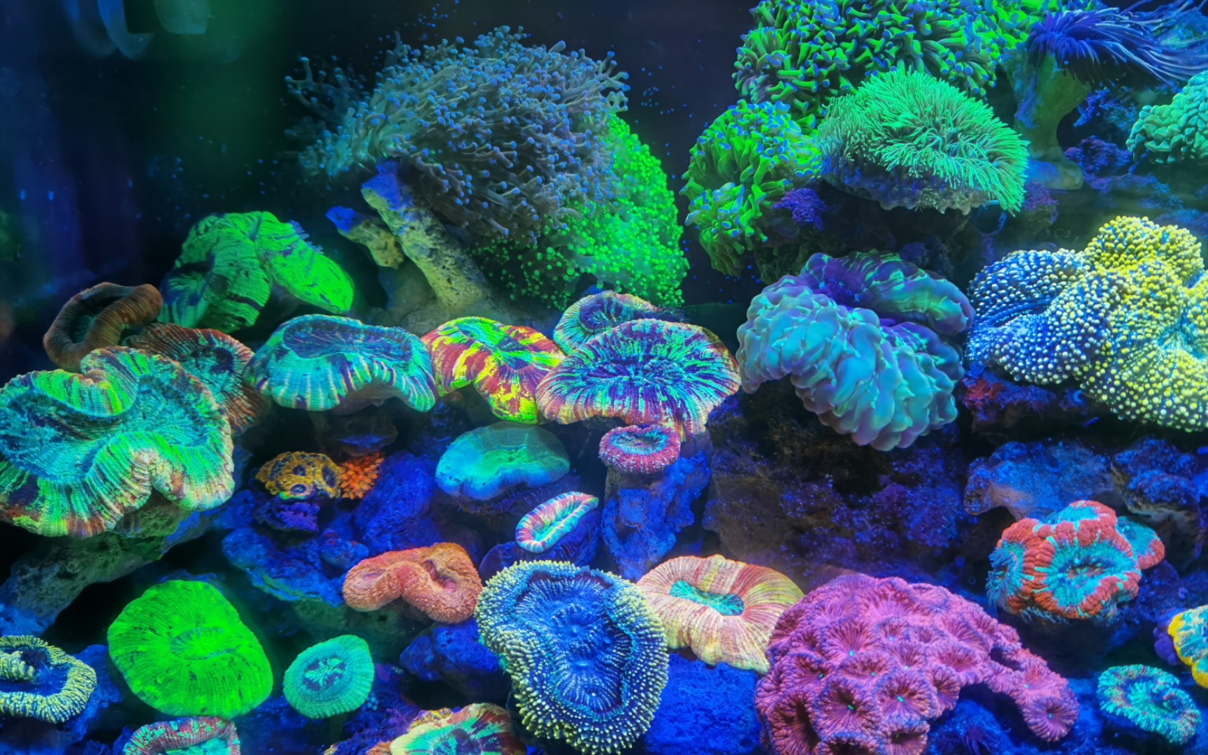 小海缸日常更新