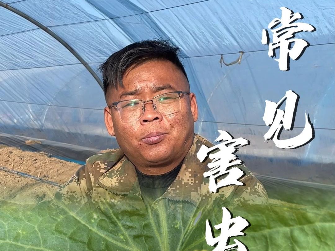 这些是农作物常见的害虫，看看你都认识几个？认识10个以上的，估计在农业里都摸爬滚打很多年了