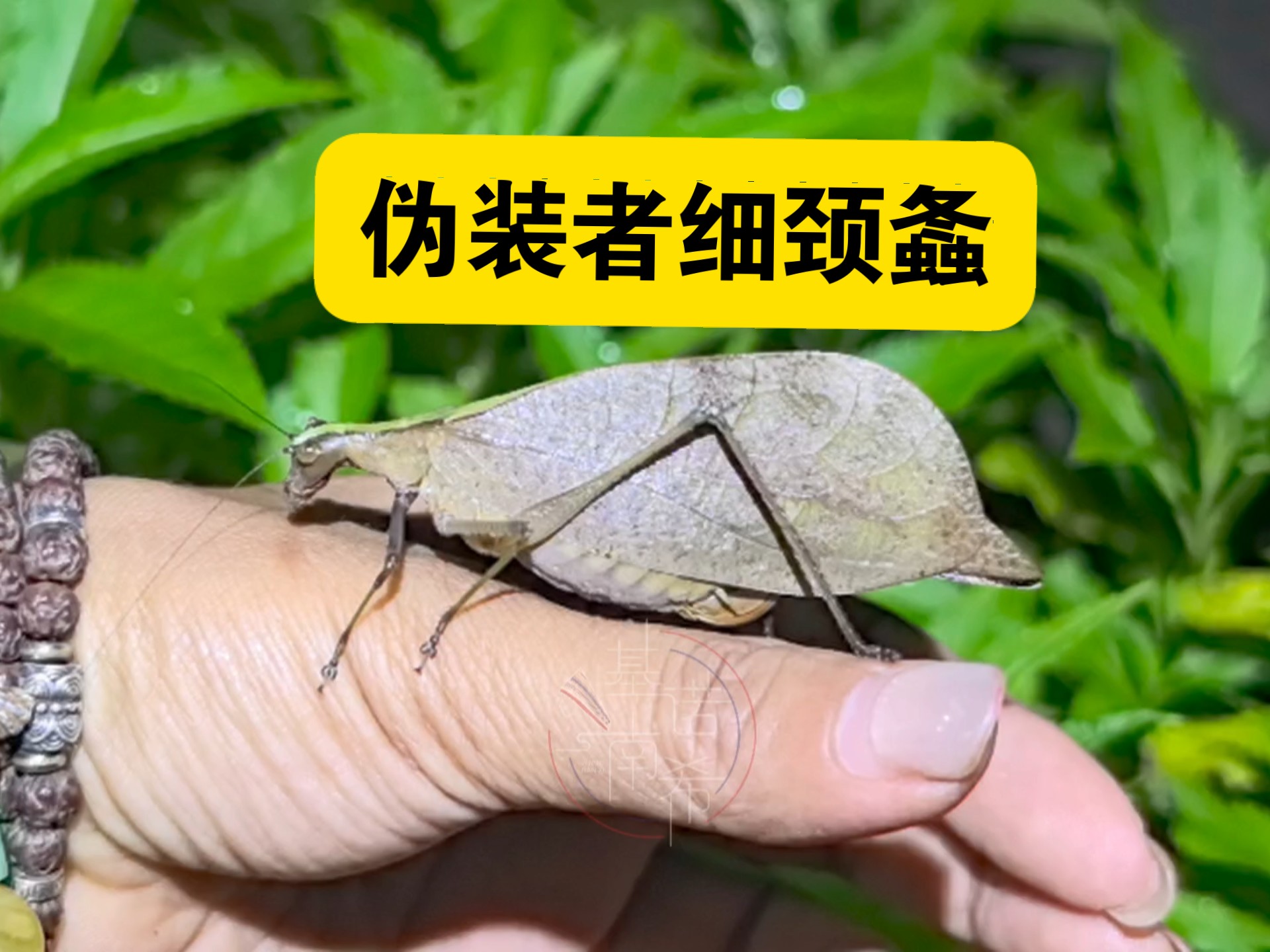 伪装成枯叶的螽斯