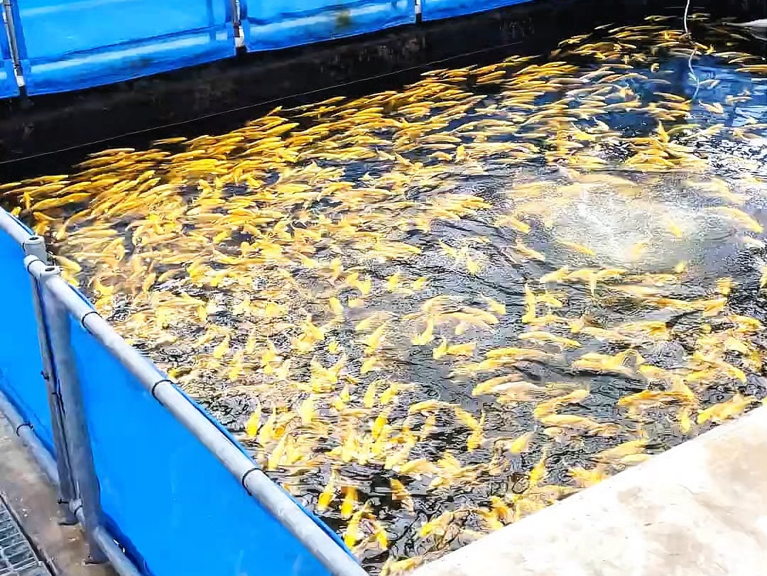 山吹黄金锦鲤,一池满满滴黄金观赏鱼.