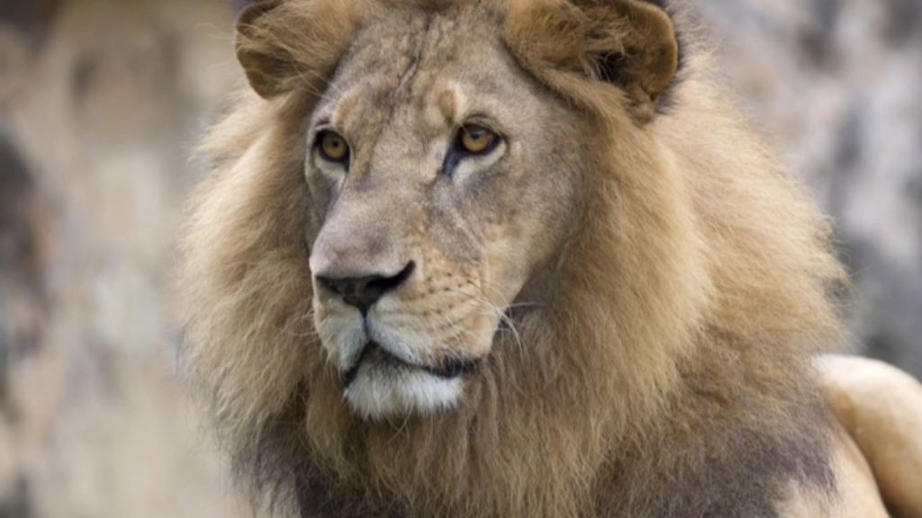 野生狮子科考上限为272kg?