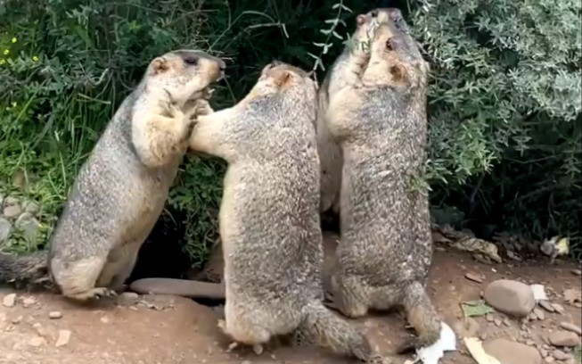 "四个土拨鼠干仗,从单挑演变成群架.拉都拉不开的那种"