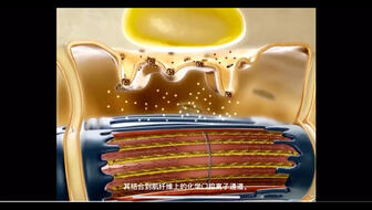 细胞世界微课堂肌肉收缩的滑动模型