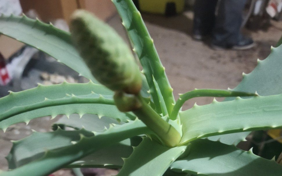 今年芦荟里面的夜来香也发芽了