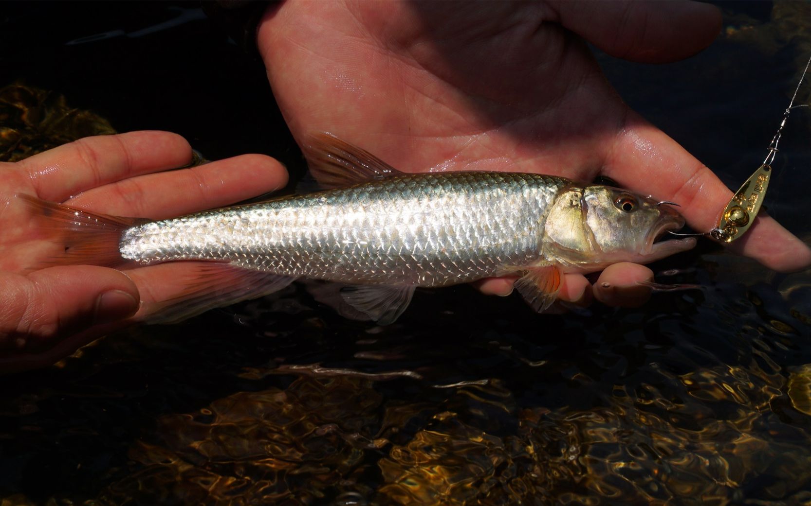 蓝旗鱼微物福州溯溪上钓马口超有趣清溪江一抛一收尽情山水诗意