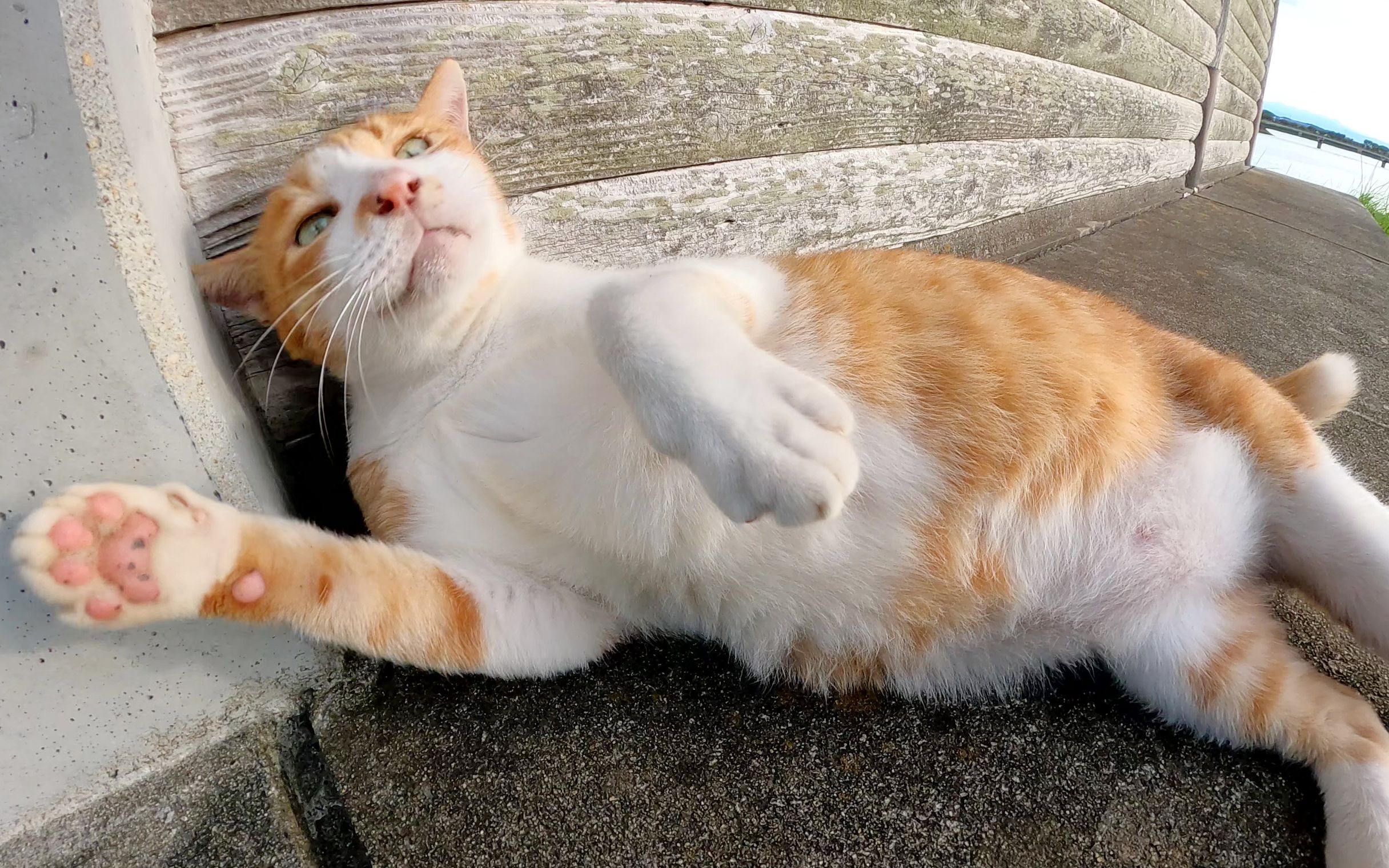 [图]一只被人类感动的猫跳舞并欢欣鼓舞