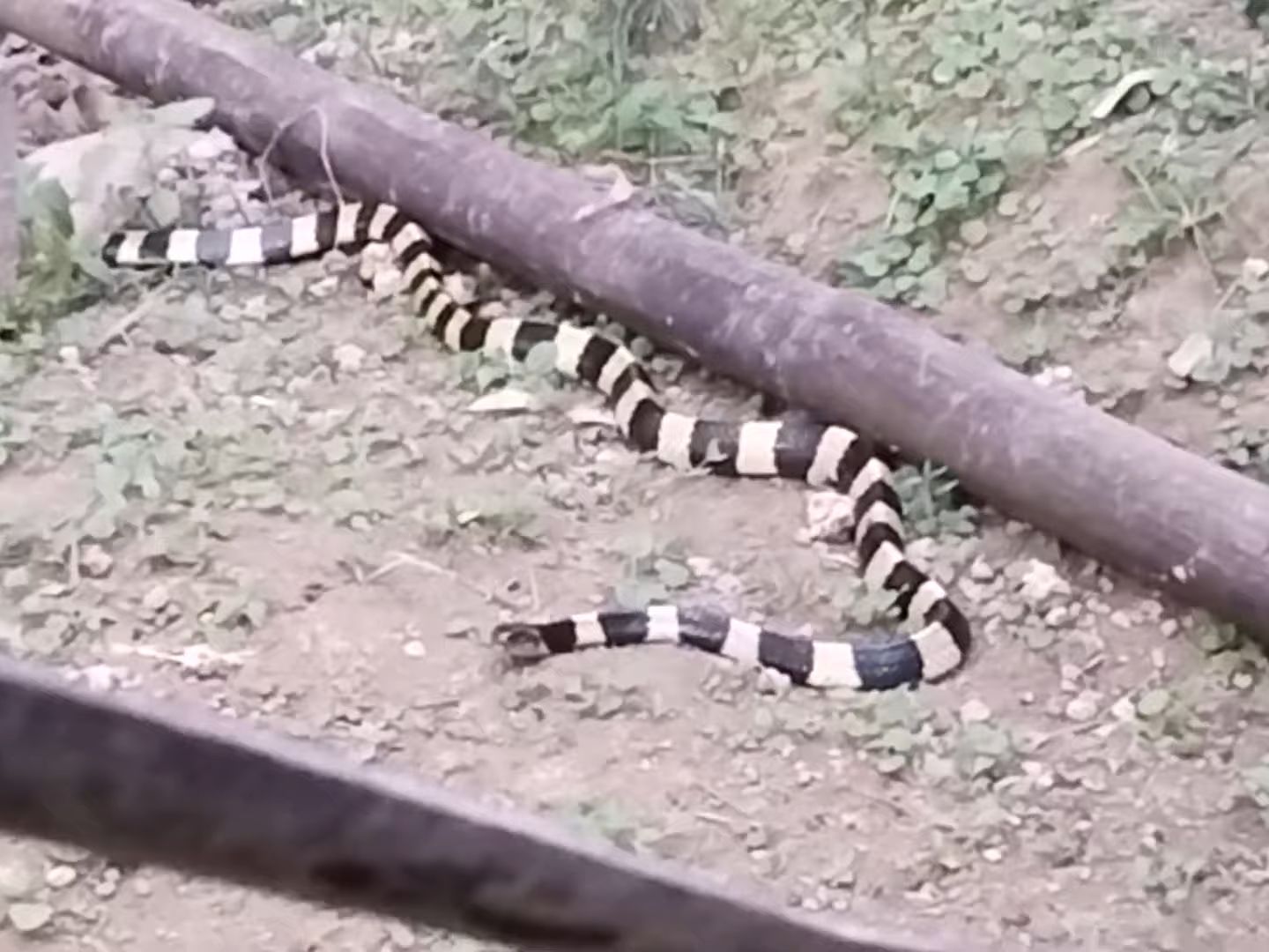 这么大的银环太少见了