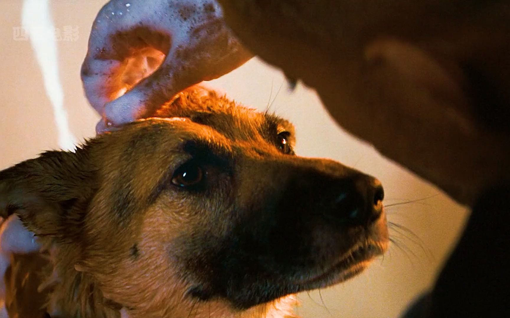 当所有人都变为丧尸,只剩一个孤独的人在一直坚守 《我是传奇》