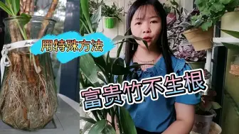 Descargar video: 水培富贵竹不生根叶子干枯了，我用这个方法，长出了满瓶大白根