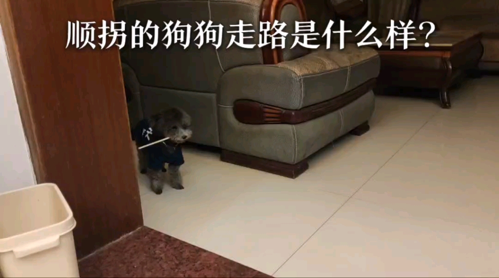 顺拐的的狗狗走路能有多可爱? 灰贵墨墨
