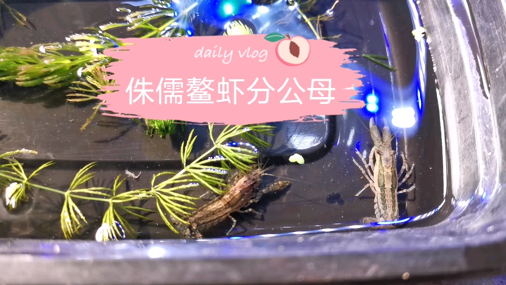 侏儒橘特萨努鳌虾分公母之体型篇