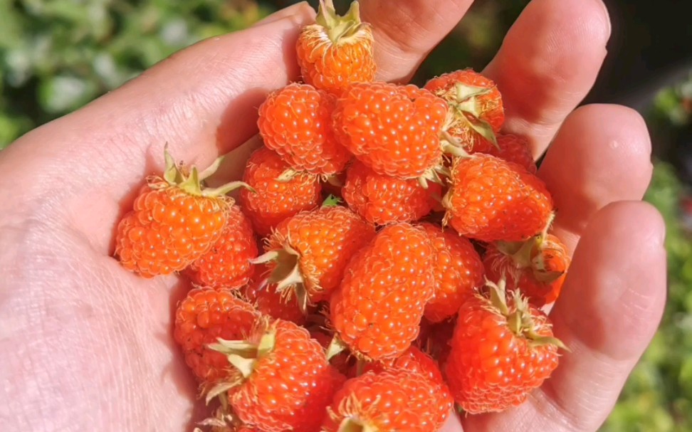 兄弟家的野泡儿熟了 我帮他尝一下 有多少人吃过的举手_哔哩哔哩 (゜