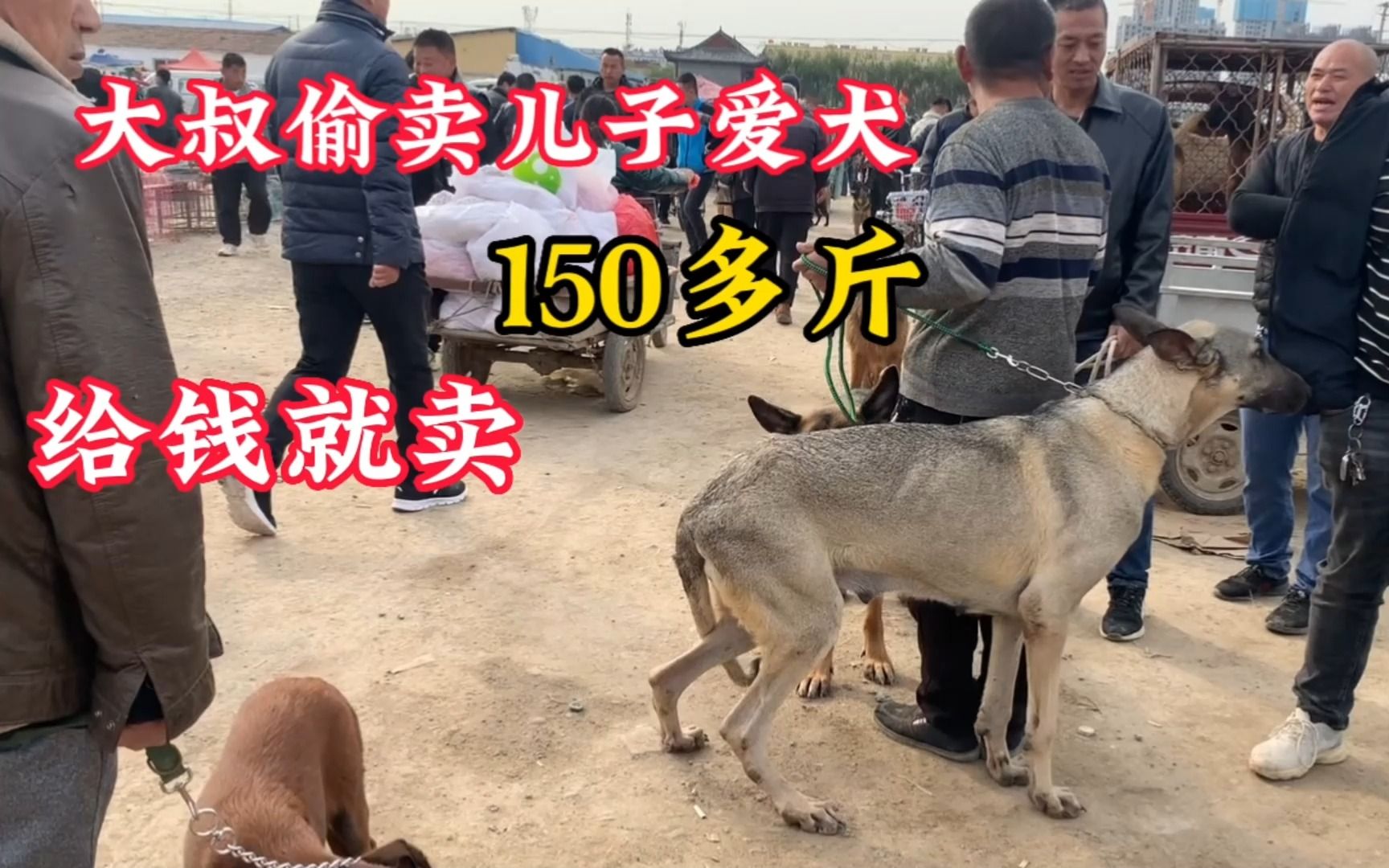 [图]大叔偷卖儿子的爱犬，150多斤，给钱就卖，嫌弃吃的太多，喂不起