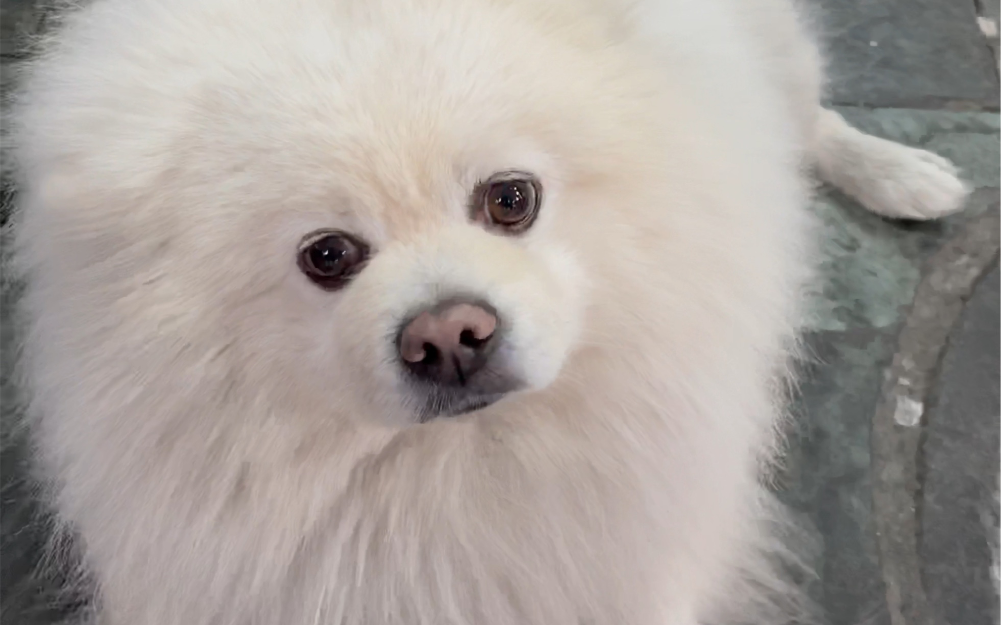 高冷小狗对我微微摇了下尾巴,客气的嘞