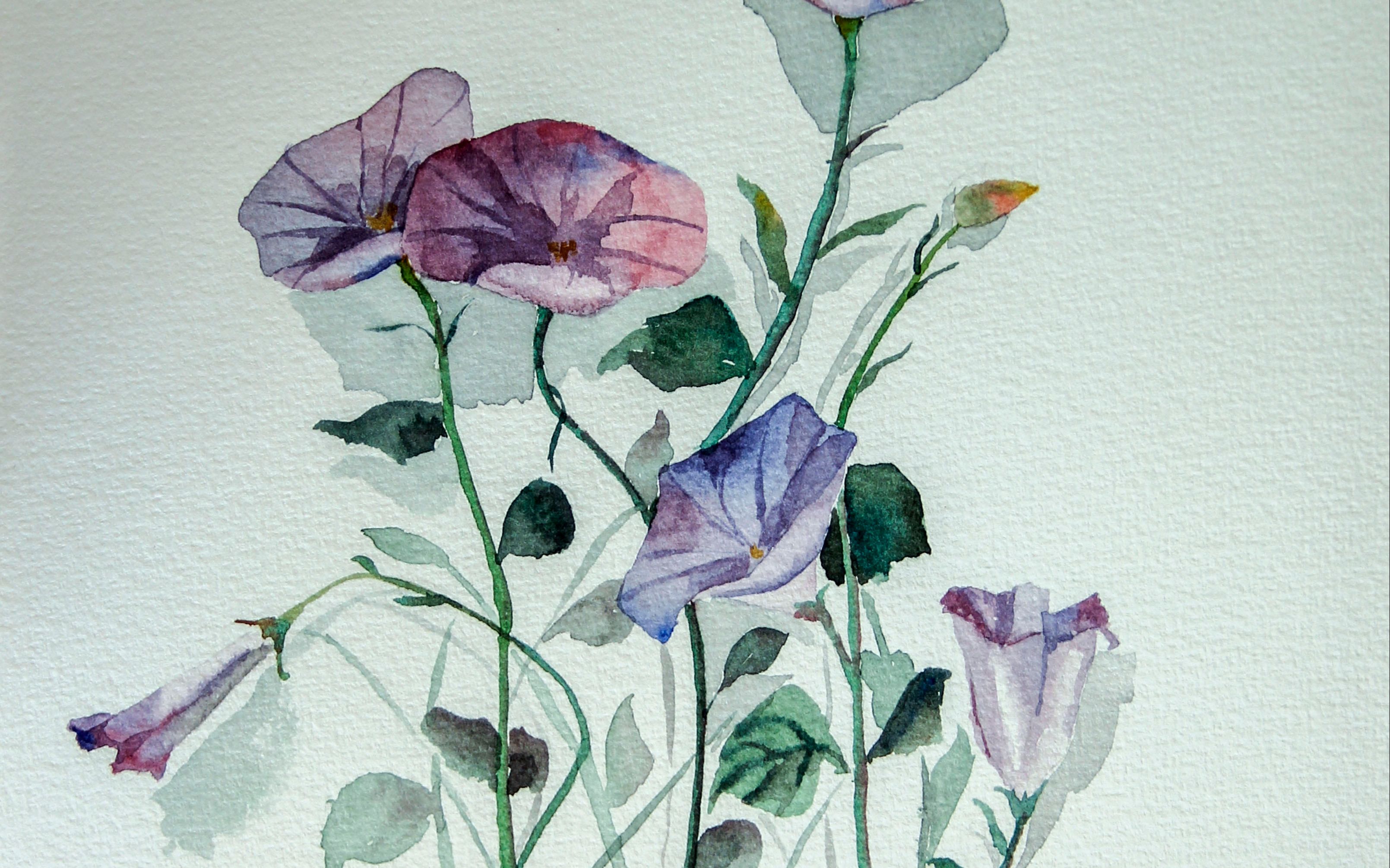 【手绘水彩花卉】3