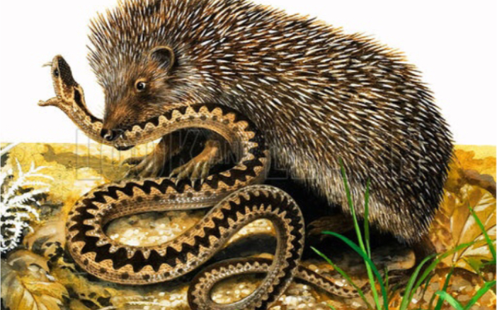 太搞笑了,看刺猬如何大战响尾蛇?