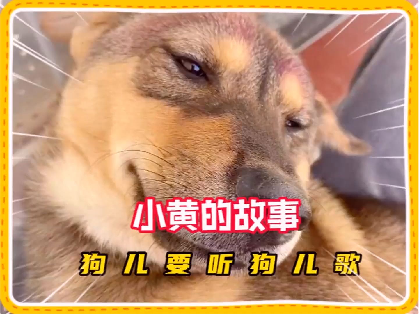 狗儿要听狗儿歌,关于小黄的故事,#狗儿要听狗儿歌 #狗狗 #小黄