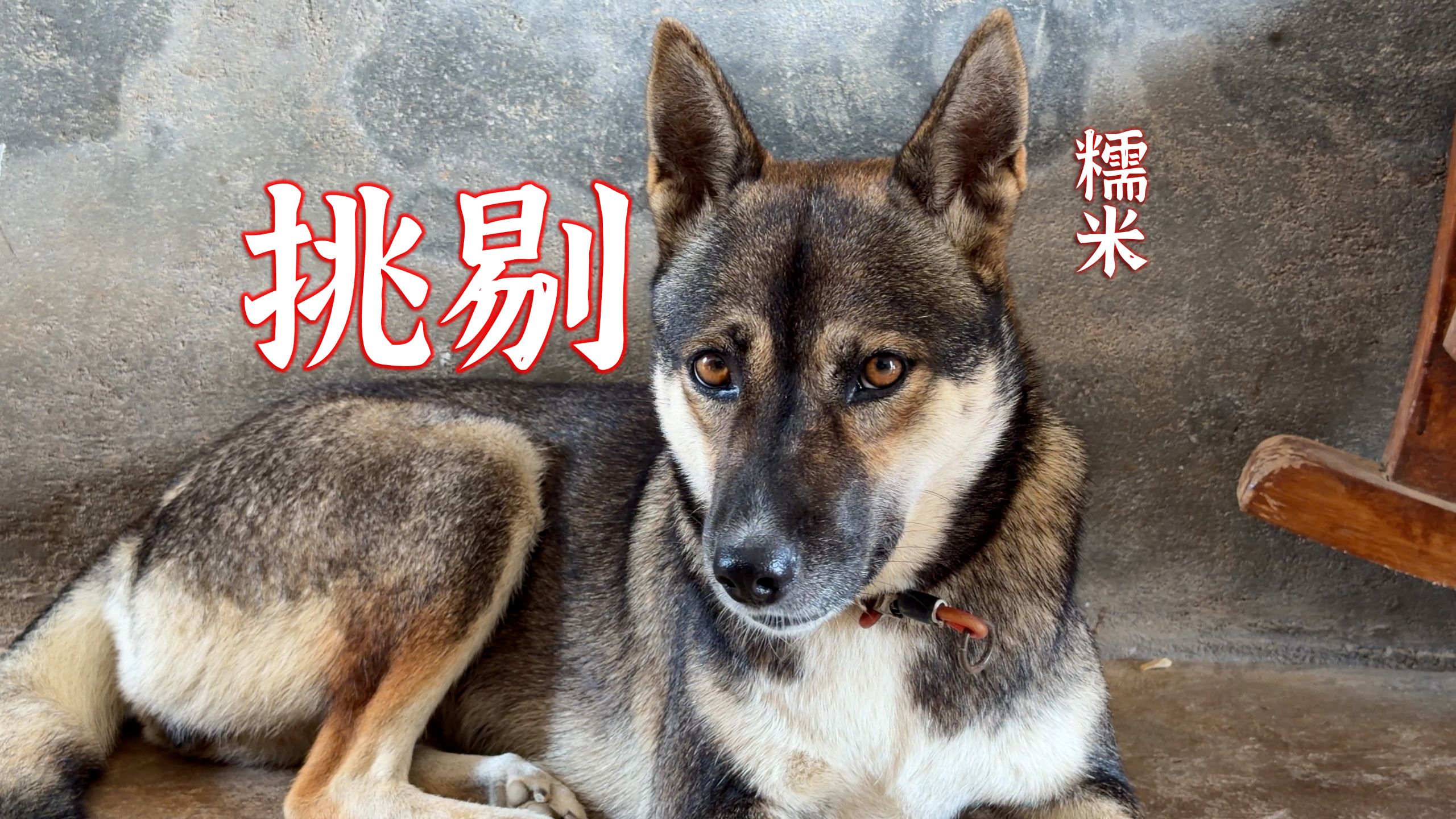 它是一条，把生育权掌握在自己手里的狗子